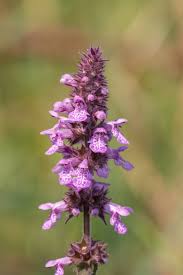 Attēlu rezultāti vaicājumam “Stachys palustris flower”