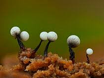 Attēlu rezultāti vaicājumam “Trichia ambigua spores”