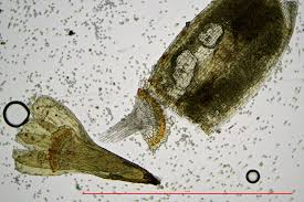 Attēlu rezultāti vaicājumam “Seligeria pusilla”