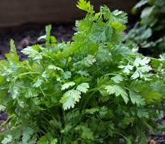 Image result for Anthriscus cerefolium