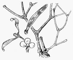 Attēlu rezultāti vaicājumam “Viscum album”