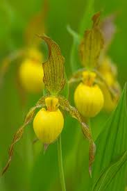Attēlu rezultāti vaicājumam “Hammarbya paludosa fruit”