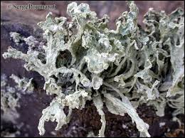 Attēlu rezultāti vaicājumam “Ramalina pollinaria”