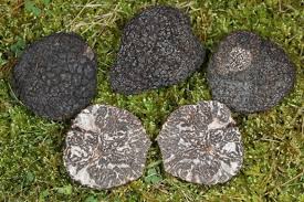 Attēlu rezultāti vaicājumam “Ascomycota”