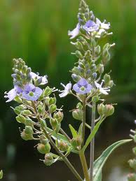 Attēlu rezultāti vaicājumam “Veronica anagallis-aquatica”