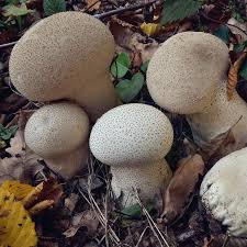 Attēlu rezultāti vaicājumam “Calvatia excipuliformis”