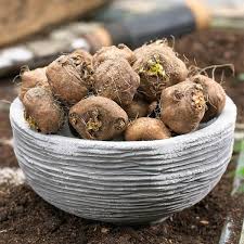 Image result for blazing vantoms