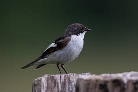 Attēlu rezultāti vaicājumam “Ficedula hypoleuca”