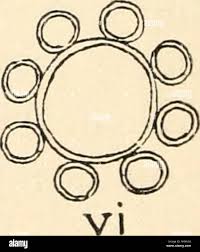 Attēlu rezultāti vaicājumam “Chara rudis”