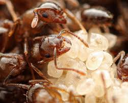 Attēlu rezultāti vaicājumam “Anthrenus sp. imago”