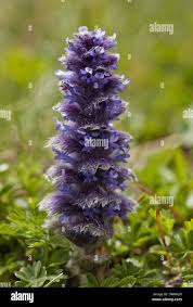 Attēlu rezultāti vaicājumam “Ajuga pyramidalis leaf”