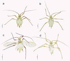 Attēlu rezultāti vaicājumam “Macrosiphoniella absinthii”