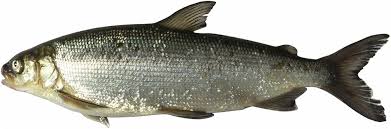 Image result for Coregonus artedi