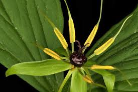 Attēlu rezultāti vaicājumam “Paris quadrifolia flower”