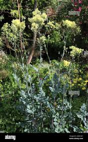 Attēlu rezultāti vaicājumam “Thalictrum flavum leaf”