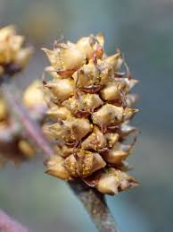 Attēlu rezultāti vaicājumam “Myrica gale fruit”