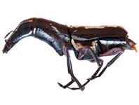 Attēlu rezultāti vaicājumam “Anthribidae”