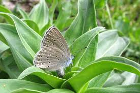 Attēlu rezultāti vaicājumam “Maculinea alcon underside”
