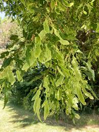 Attēlu rezultāti vaicājumam “Tilia platyphyllos Laciniata”