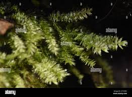 Attēlu rezultāti vaicājumam “Pseudotaxiphyllum elegans macro”