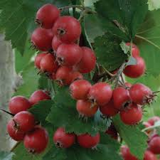 Attēlu rezultāti vaicājumam “Crataegus x macrocarpa fruit”