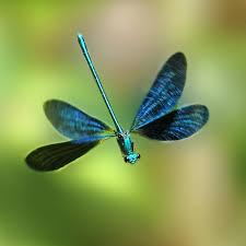 Attēlu rezultāti vaicājumam “Calopteryx virgo”