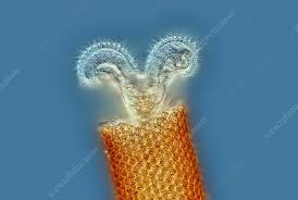 Attēlu rezultāti vaicājumam “Reticularia sp.”