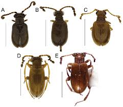 Attēlu rezultāti vaicājumam “Ptinus sp. male”