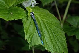 Attēlu rezultāti vaicājumam “Coenagrion puella”