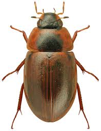 Attēlu rezultāti vaicājumam “Enochrus affinis”