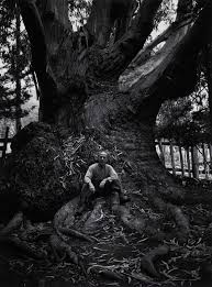 Image result for Ansel Adams Aspens New Mexico