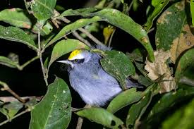 Image result for Vermivora chrysoptera