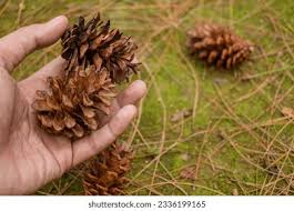 Attēlu rezultāti vaicājumam “Pinus sylvestris fruit”