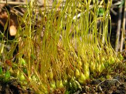 Attēlu rezultāti vaicājumam “Funaria hygrometrica”