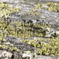 Attēlu rezultāti vaicājumam “Calicium viride”