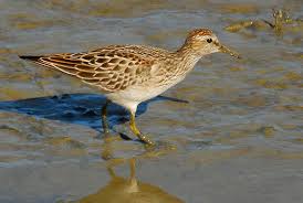 Image result for Calidris melanotos