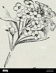 Image result for Alonsoa liniflora