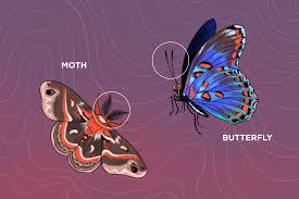 Attēlu rezultāti vaicājumam “Lepidoptera”