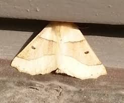 Attēlu rezultāti vaicājumam “Crocallis elinguaria imago”