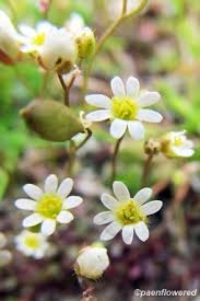 Attēlu rezultāti vaicājumam “Erophila verna”