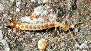 Attēlu rezultāti vaicājumam “Symphypleona”