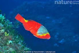 Image result for Sparisoma cretense