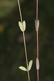 Attēlu rezultāti vaicājumam “Linum catharticum flower”