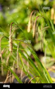 Attēlu rezultāti vaicājumam “Carex appropinquata fruit”