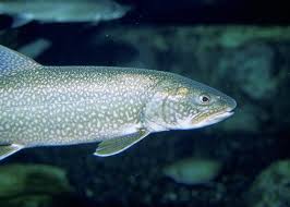 Image result for Salvelinus namaycush