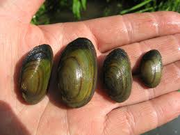 Attēlu rezultāti vaicājumam “Unio crassus”