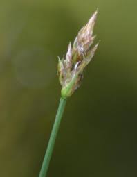 Attēlu rezultāti vaicājumam “Carex chordorrhiza fruit”