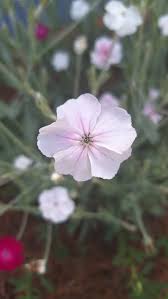 Image result for Lychnis coronaria