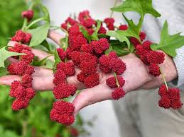 Image result for chenopodium foliosum