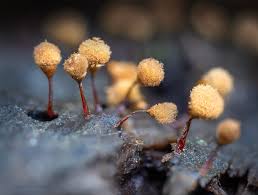 Attēlu rezultāti vaicājumam “Hemitrichia calyculata young”